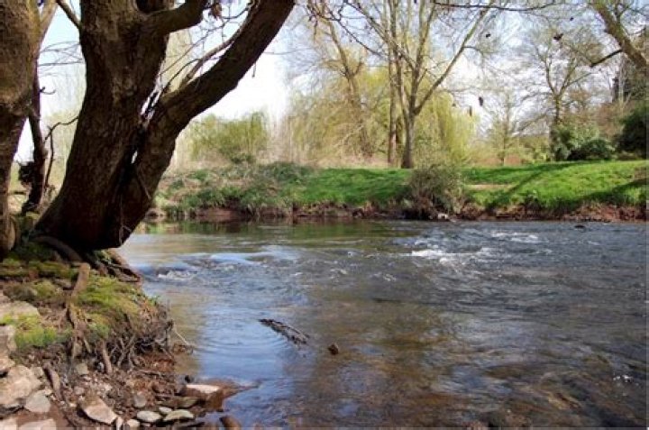 What fish are in the river Monnow?