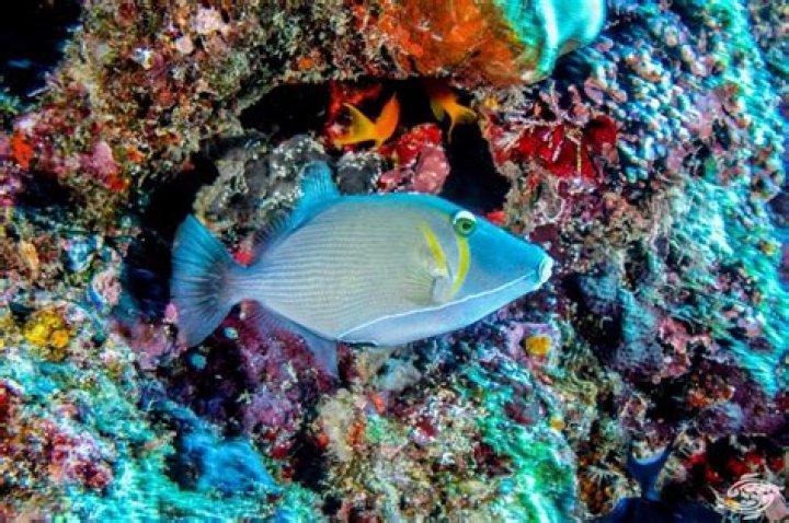 What fish can go with Triggerfish?