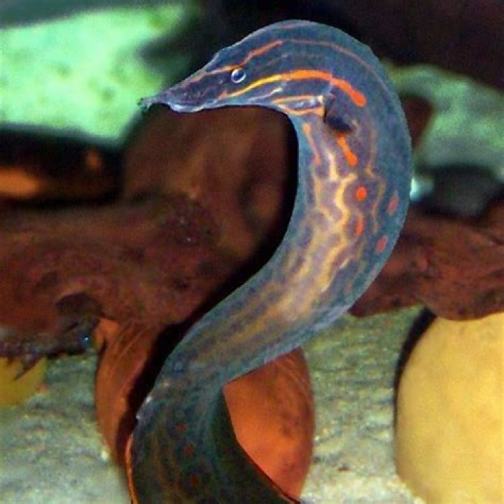 What fish can live with a eel?