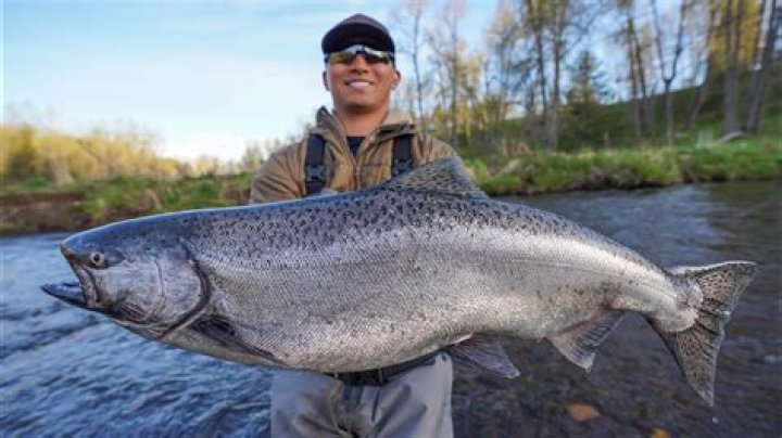 What flies to use on the Salmon River?
