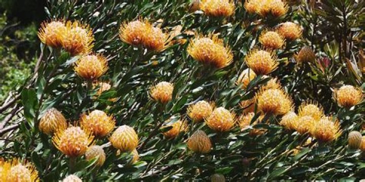 What flowers bloom in spring Australia?