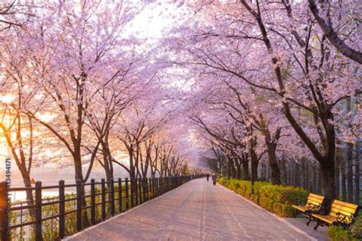 What flowers mean in Korea?
