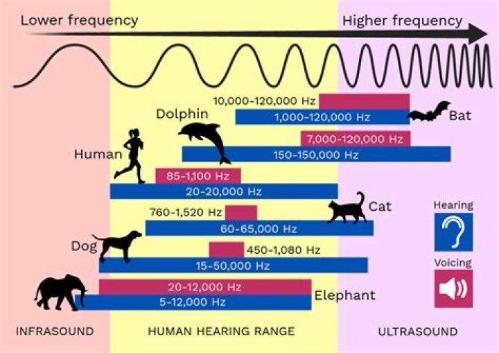 What frequency does the LAPD use?