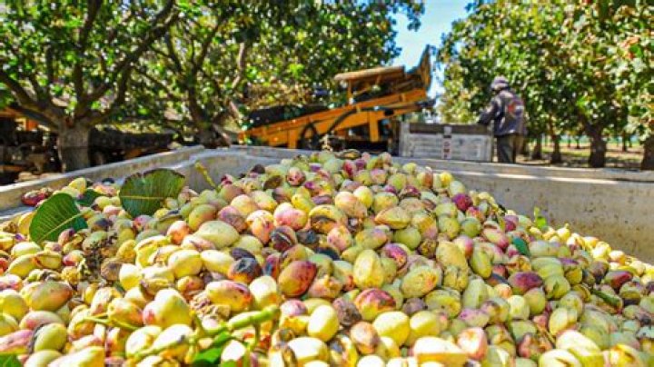 What fruit is harvested by shaking the tree?