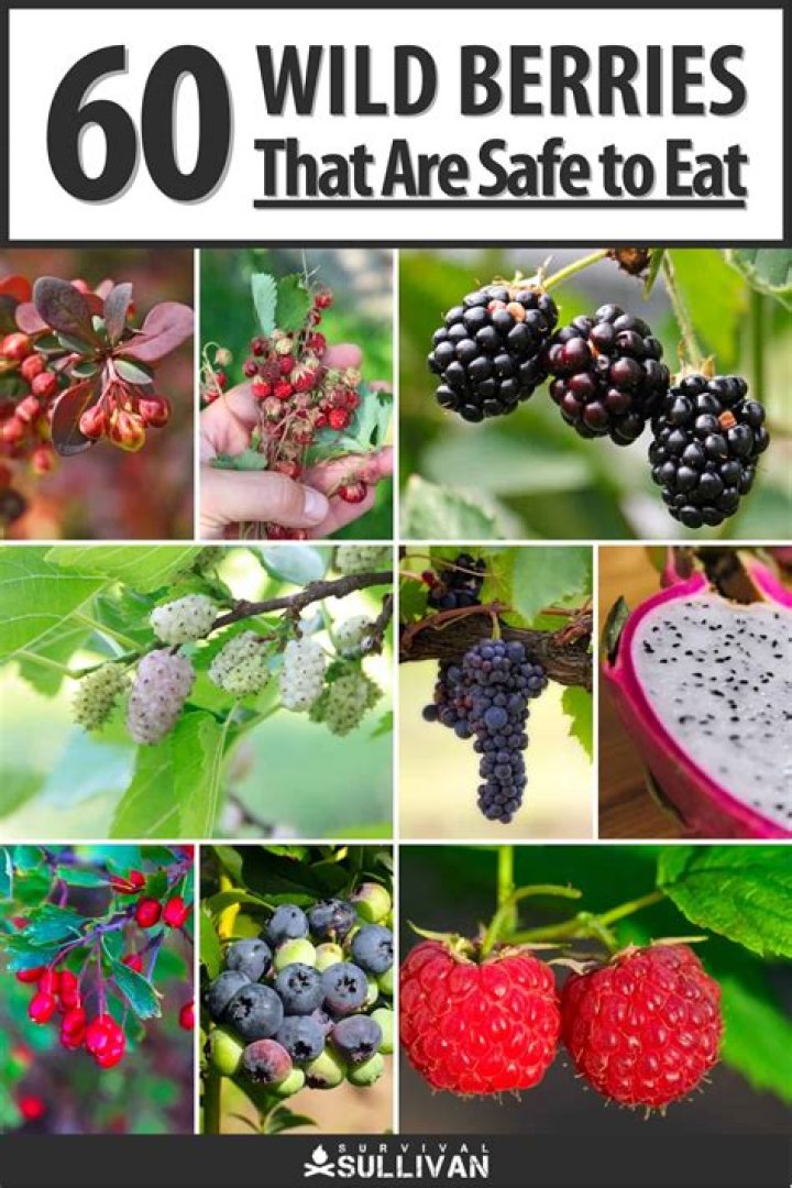 What fruits are edible?
