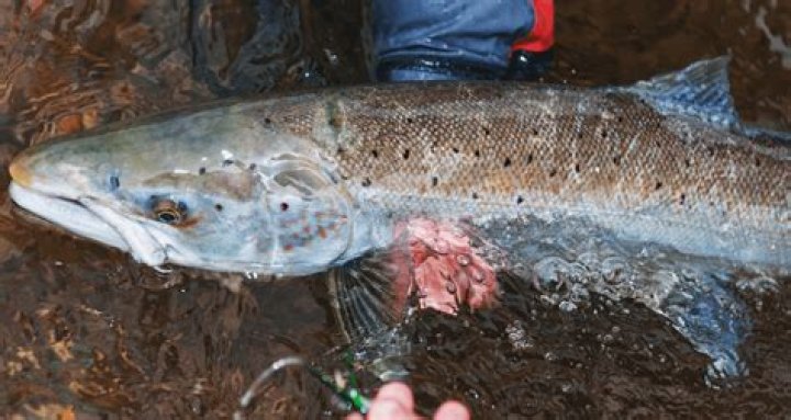 What gear is best for salmon fishing?