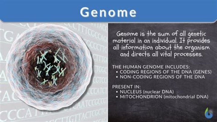 What genomic means?