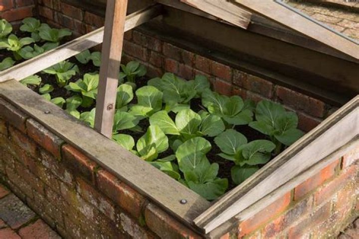 What grows well in a cold frame?