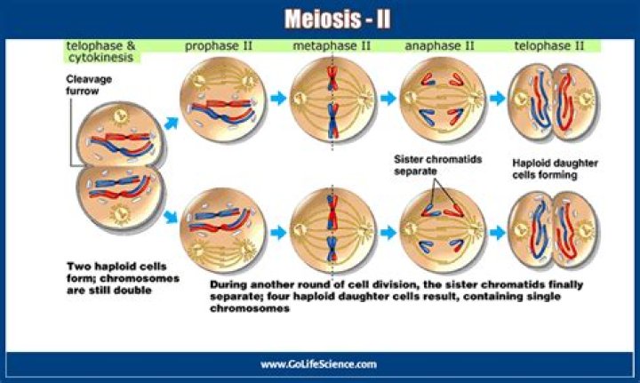 What happens during prophase 2 in meiosis?
