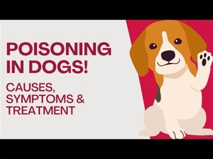What happens if a dog ingested pesticides?