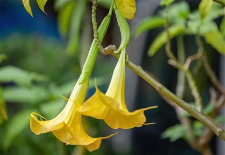 What happens if you smell Angels Trumpet?
