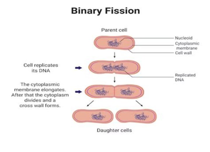 What happens to chromosomes during binary fission?