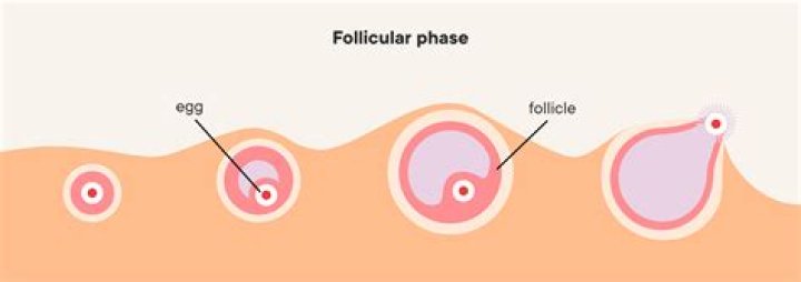 What happens to LH during follicular phase?