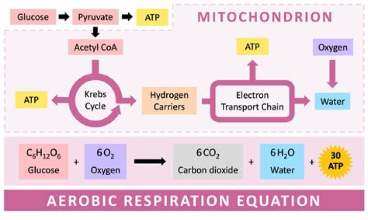 What happens to pyruvate in aerobic respiration?