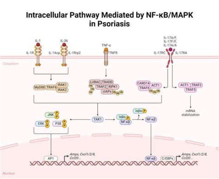 What happens when NF KB pathway is activated?