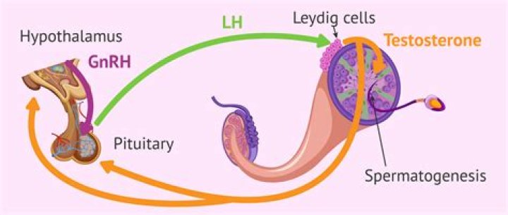 What hormone makes you go into labor?