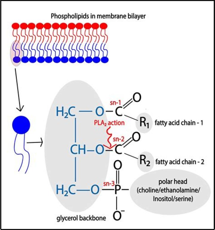 What inhibits A2 phospholipase?