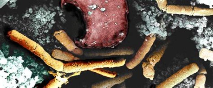 What insects have Anthrax?