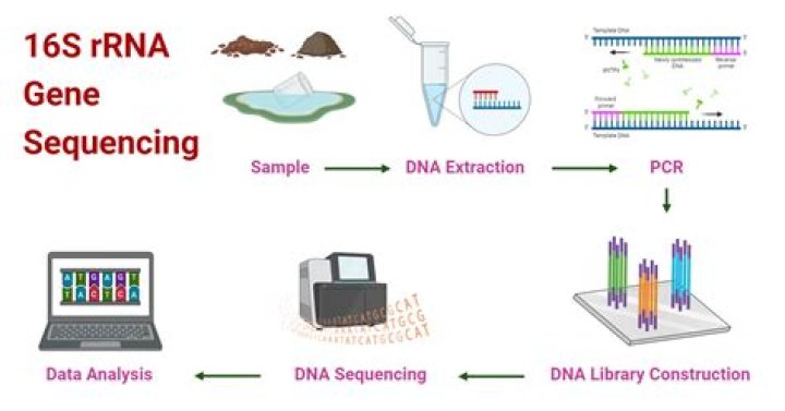 What is 16S rRNA gene sequence analysis?