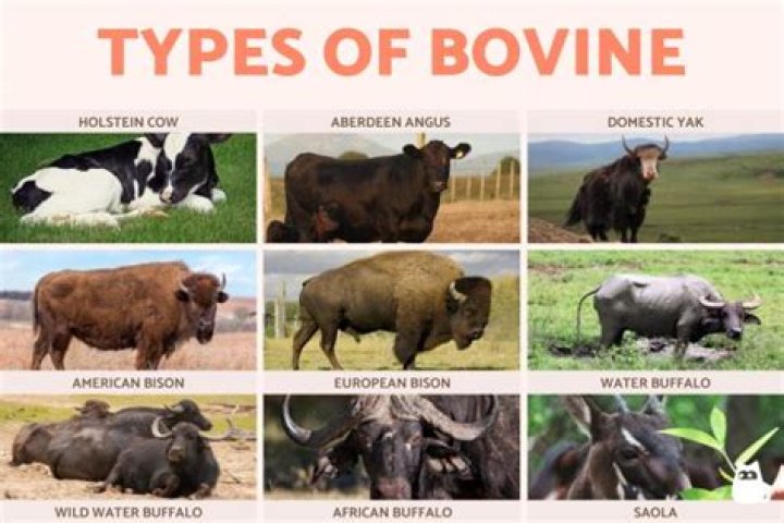 What is a birthing bovine called?