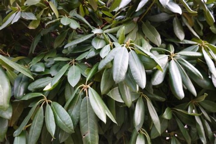What is a broadleaf evergreen?