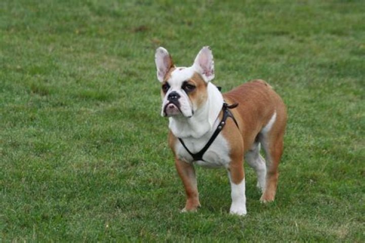 What is a Bullnese?
