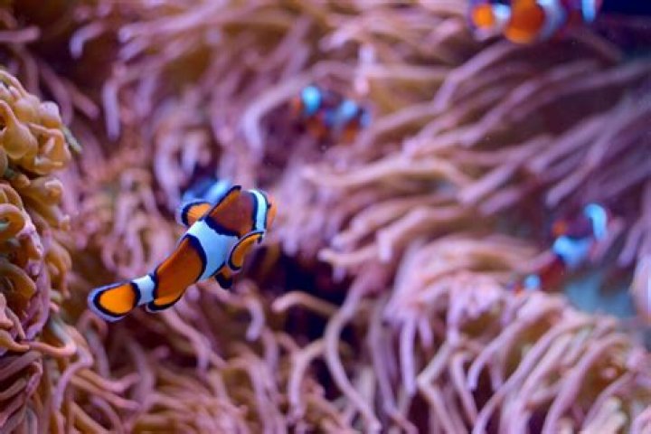 What is a clarkii clownfish?