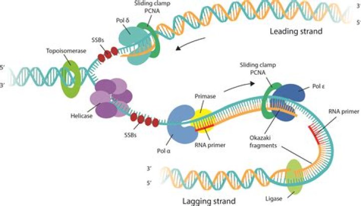 What is a DNA message?