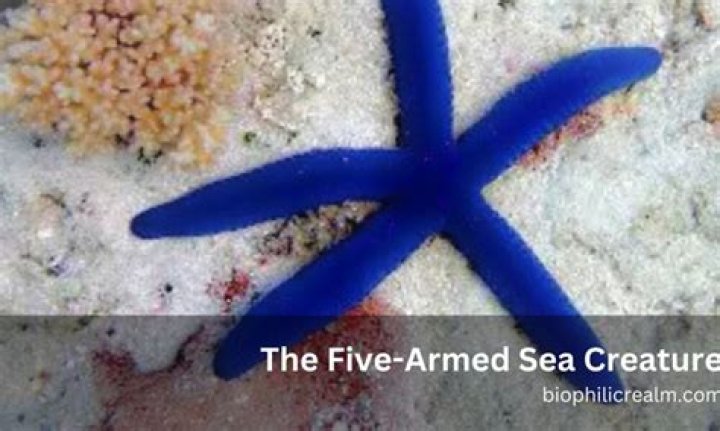 What is a five-armed sea creature called?