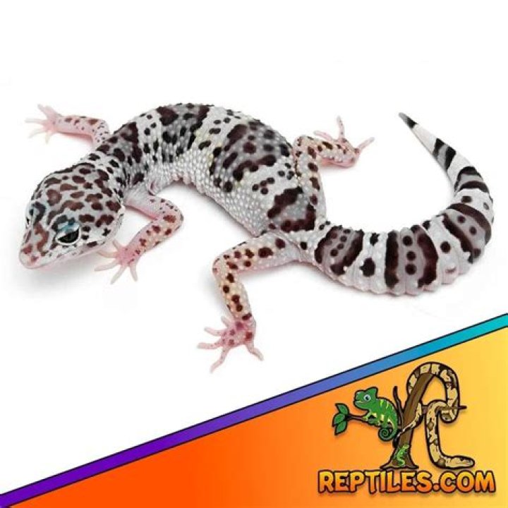 What is a good price for a leopard gecko?