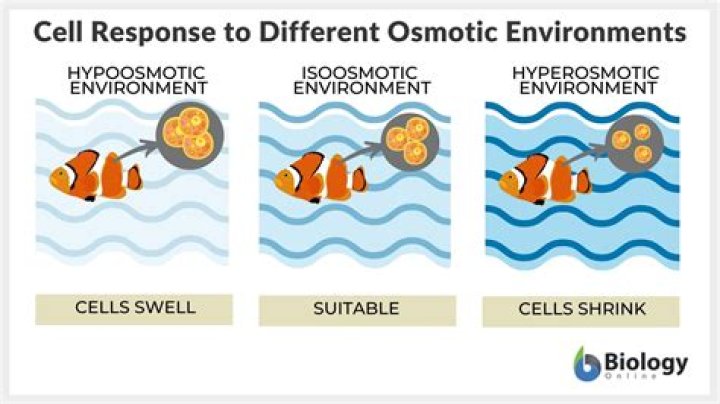 What is a Hyperosmotic solution?