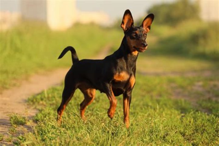What is a leggy Miniature Pinscher?
