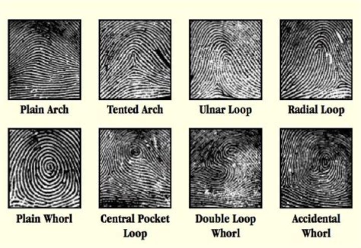 What is a loop fingerprint pattern?