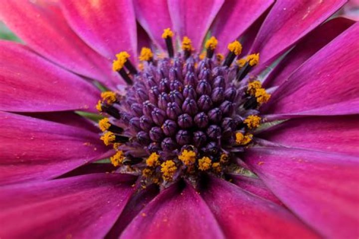 What is a macro flower?