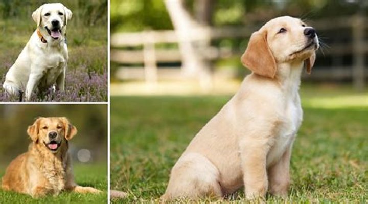 What is a mix of a Golden Retriever and a lab?