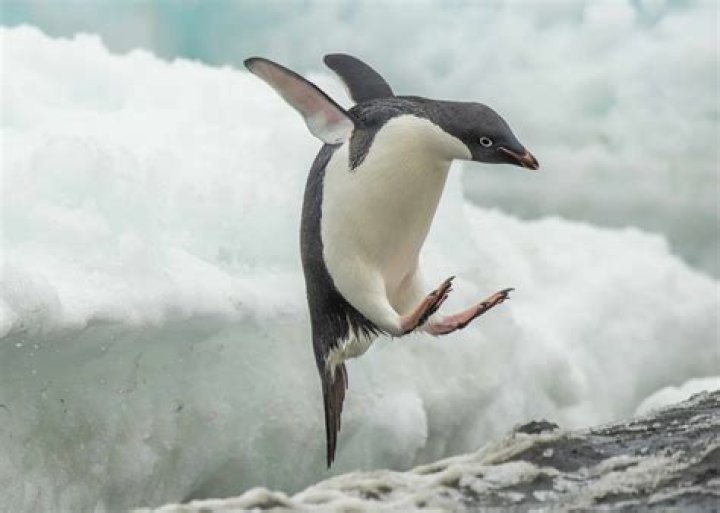 What is a penguin classified as?