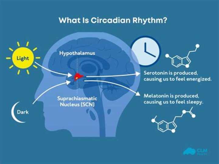 What is a phase shift in circadian rhythm?