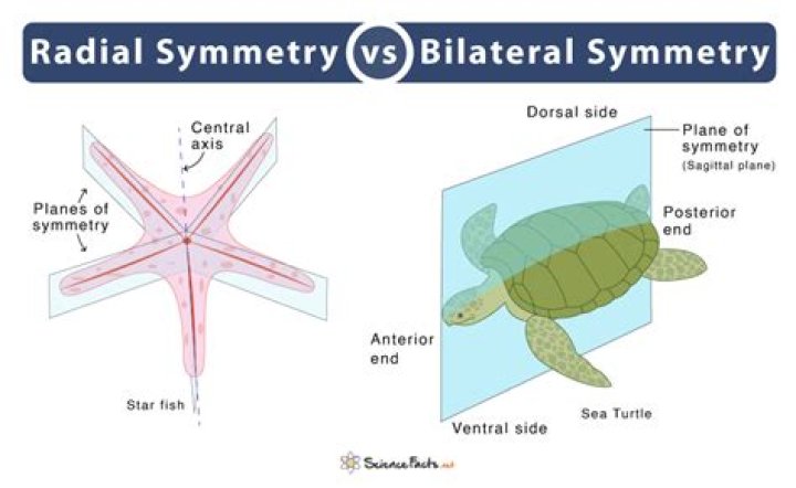 What is a radial symmetry design?