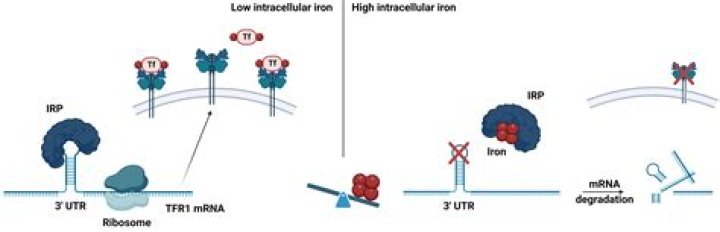 What is a soluble transferrin receptor test?