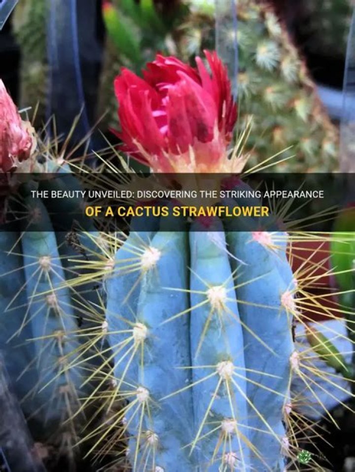 What is a strawflower cactus?