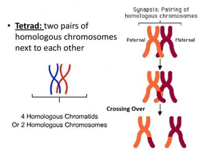 What is a tetrad?