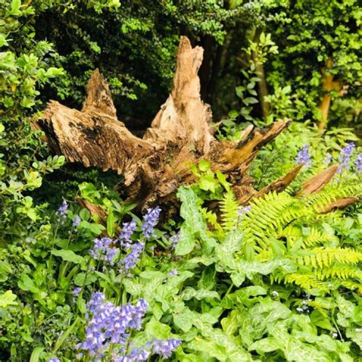 What is a Victorian stumpery?