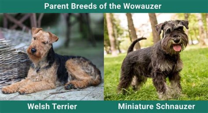 What is a wowzer dog?