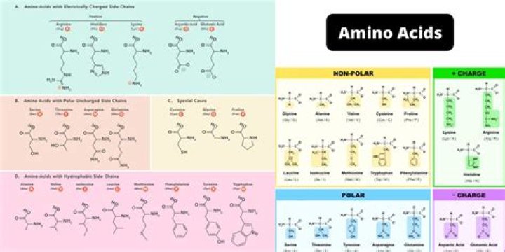 What is alpha amino used for?