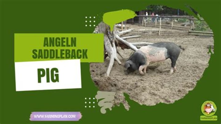 What is an Angeln Saddleback?