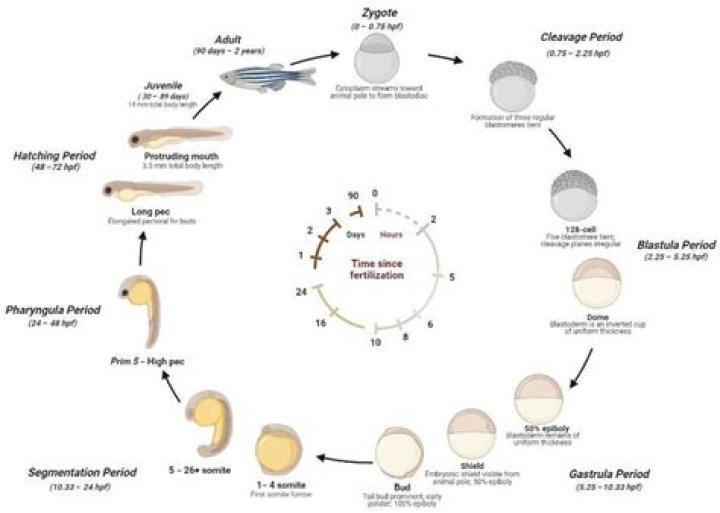 What is an early embryonic stage of development in animals?