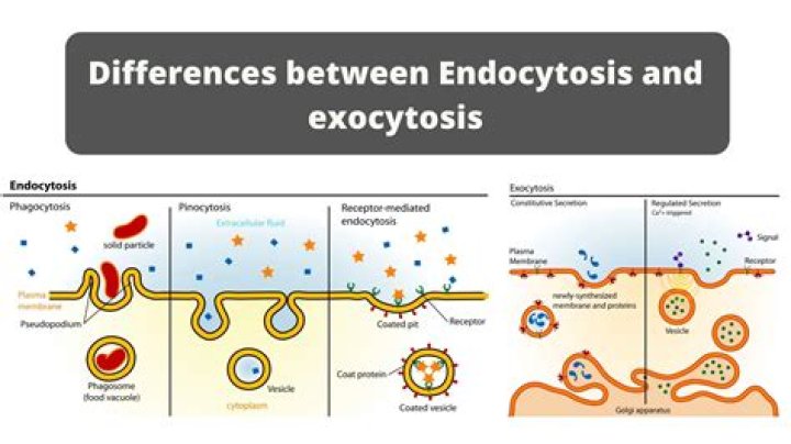What is an example exocytosis?