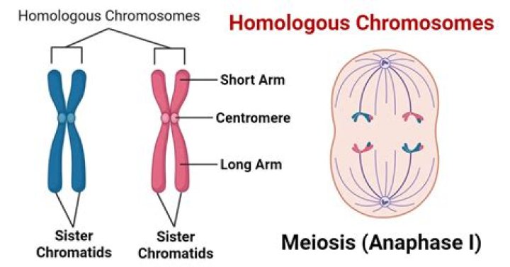 What is an example of a homologous pair?