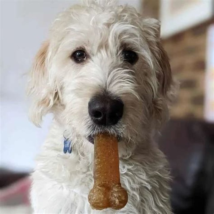 What is an F2 Labradoodle?
