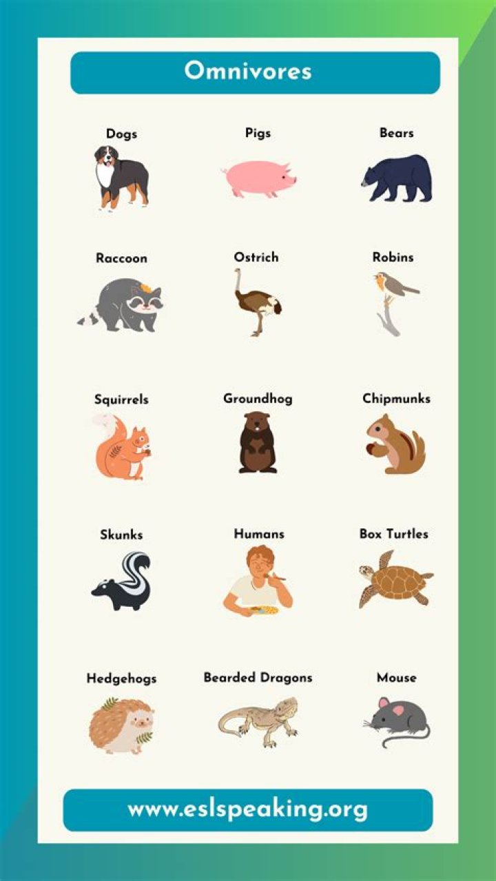 What is an omnivore in The Lion King?